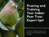 Master the Art of Growing Your Own Pears Indoors from Seeds