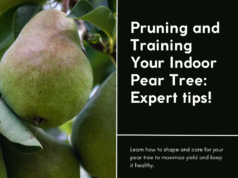 Master the Art of Growing Your Own Pears Indoors from Seeds