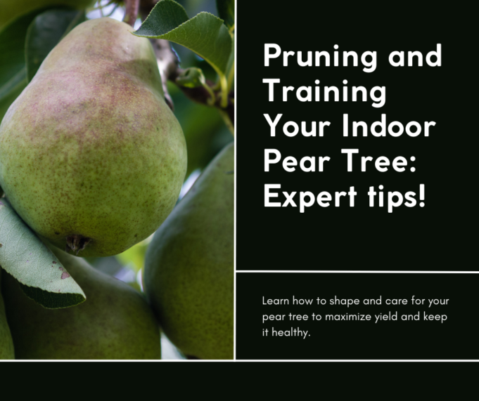 Master the Art of Growing Your Own Pears Indoors from Seeds