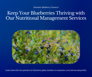 The Ultimate Guide to Preventing Root Rot in Blueberries