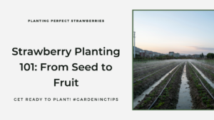 How To Grow Organic Strawberries