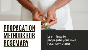 How to grow Rosemary Plant in pots