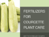 The Best Fertilizers in Courgette Plant Care