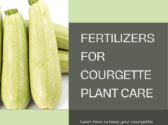 The Best Fertilizers in Courgette Plant Care