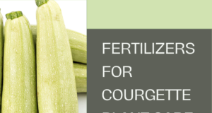 The Best Fertilizers in Courgette Plant Care