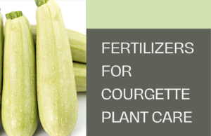 The Best Fertilizers in Courgette Plant Care