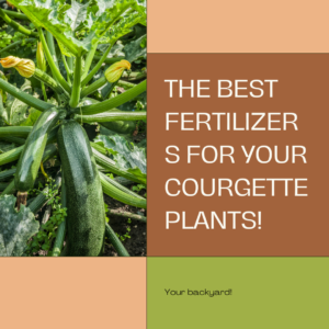 The Best Fertilizers in Courgette Plant Care
