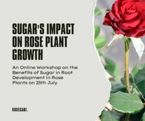 Learn how sugar help roses grow