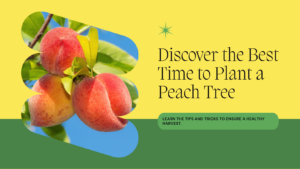 Uncover the best time to plant a peach tree
