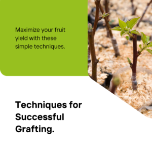 Unlock the Secrets of Successful Plant Grafting