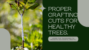 Unlock the Secrets of Successful Plant Grafting