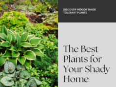 Best Shade Tolerant Plants For Indoors: A Comprehensive Guide