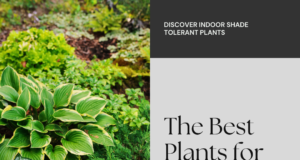 Best Shade Tolerant Plants For Indoors: A Comprehensive Guide