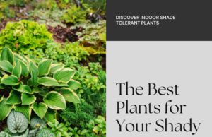 Best Shade Tolerant Plants For Indoors: A Comprehensive Guide