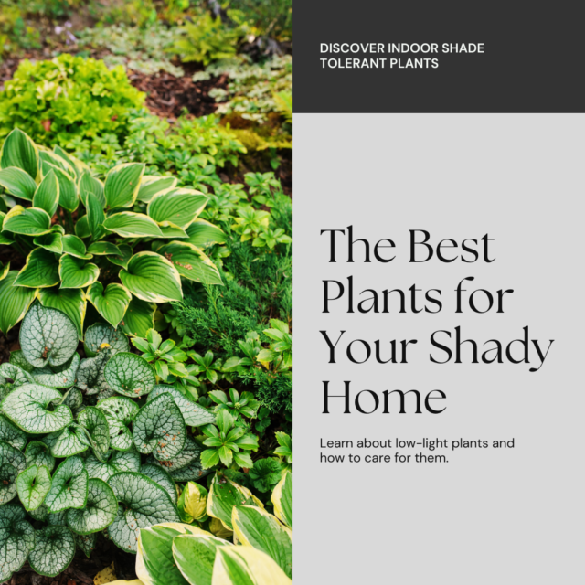 Best Shade Tolerant Plants For Indoors: A Comprehensive Guide