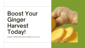 Boost Your Ginger Harvest with These Expert-Approved Fast-Growth Tactics