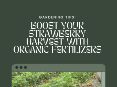 Boost Your Strawberry Harvest with These Organic Fertilizers for Raised Beds