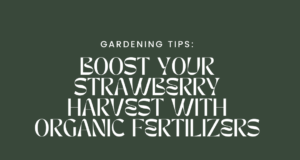 Boost Your Strawberry Harvest with These Organic Fertilizers for Raised Beds