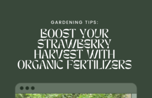Boost Your Strawberry Harvest with These Organic Fertilizers for Raised Beds