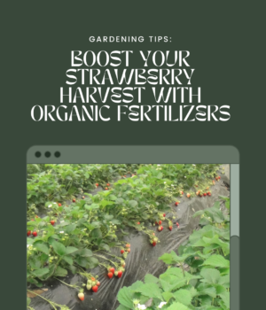 Boost Your Strawberry Harvest with These Organic Fertilizers for Raised Beds