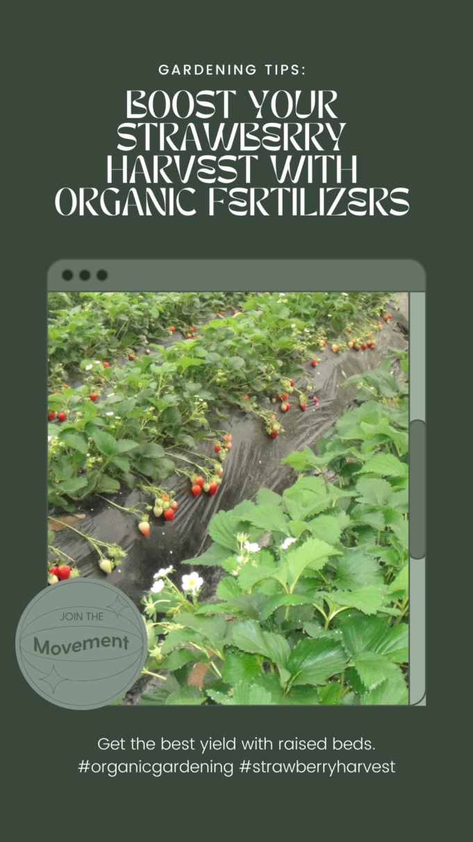 Boost Your Strawberry Harvest With These Organic Fertilizers For Raised Beds Boost Your Strawberry Harvest with These Organic Fertilizers for Raised Beds