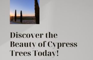 Discover Better Tree Options for Your Landscape