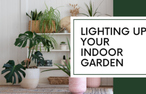 Discover How Artificial Light Can Transform Indoor Plant Growth