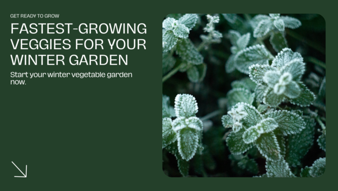 Discover The Fast-Growing Veggies For Your Winter Garden