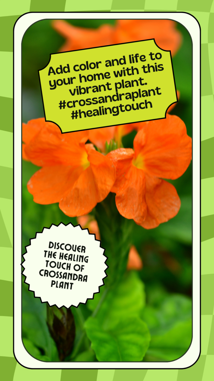 Discover The Healing Touch Of Crossandra Plant Discover The Healing Touch of Crossandra plant