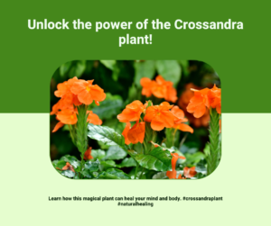 Discover The Healing Touch of Crossandra plant