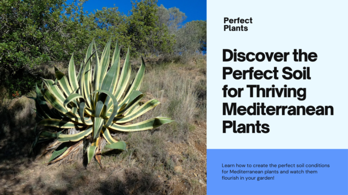 Discover The Perfect Soil For Thriving Mediterranean Plants