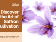 Discover the Secrets of Saffron Cultivation