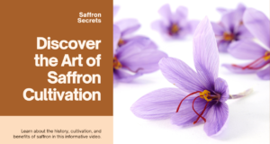 Discover the Secrets of Saffron Cultivation