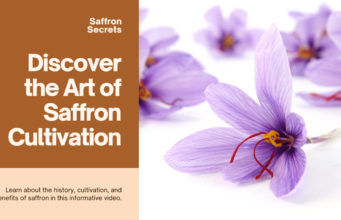 Discover the Secrets of Saffron Cultivation