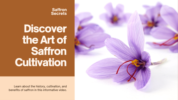 Discover the Secrets of Saffron Cultivation