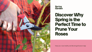 discover why spring is the perfect time to prune your roses
