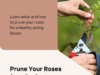 discover why spring is the perfect time to prune your roses