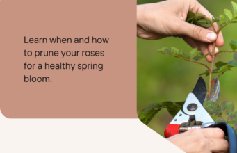 discover why spring is the perfect time to prune your roses