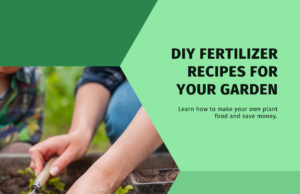 DIY Fertilizer Recipes for Every vegetable garden