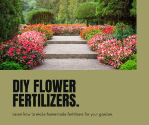 Easy DIY Fertilizers to Make Your Flowers Bloom