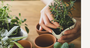 Explore the Perfect Indoor Herb Garden for Your Kitchen