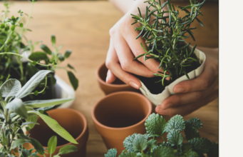 Explore the Perfect Indoor Herb Garden for Your Kitchen