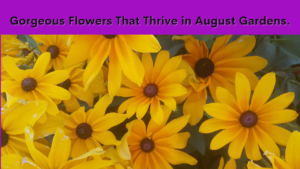 gorgeous flowers that thrive in august gardens