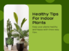 healthy tips for indoor plants