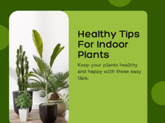 healthy tips for indoor plants