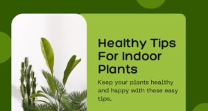 healthy tips for indoor plants