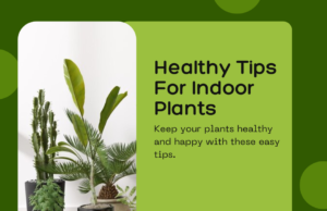 healthy tips for indoor plants