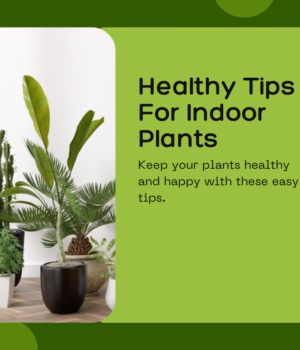 healthy tips for indoor plants