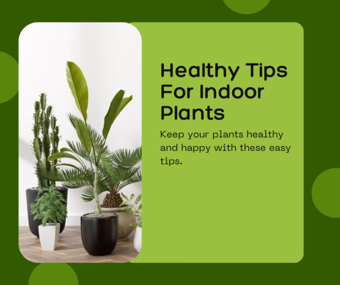 healthy tips for indoor plants