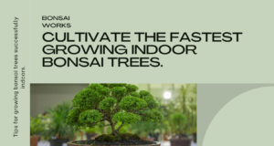 How to Cultivate the Fastest Growing Bonsai Trees Indoors